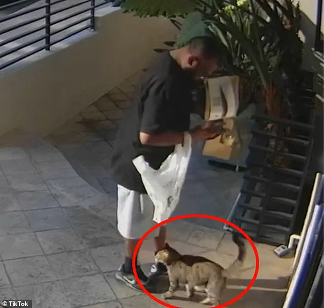Los Angeles Delivery Driver Allegedly Steals 20-Pound Tabby Cat Floki, Owner Launches Search