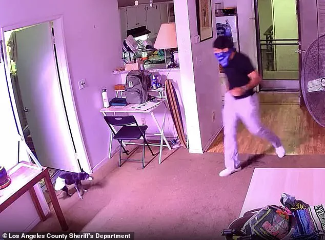 Los Angeles Delivery Driver Allegedly Steals 20-Pound Tabby Cat Floki, Owner Launches Search