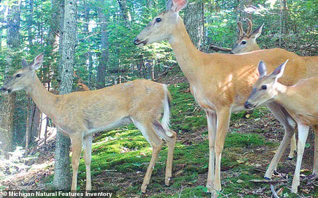 Beaver Island’s Ecological Crisis: Overgrazing Threatens Rare Species and Fragile Ecosystem