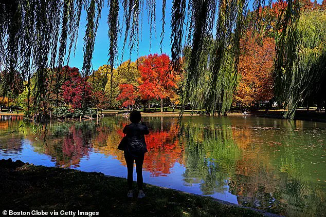 Drought Dims New England's Iconic Autumn Foliage, as Local Guide Laments 'A Season in Peril'