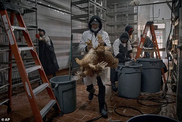 Expert Warns of Emerging Bird Flu Threat as H5N5 Infection Sparks Public Health Concerns