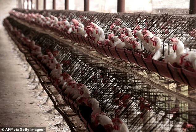 Expert Warns of Emerging Bird Flu Threat as H5N5 Infection Sparks Public Health Concerns