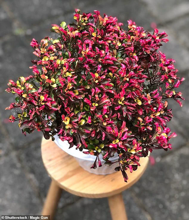 Silent Epidemic: Knee Pain Signals a Global Health Crisis with Limited Treatment