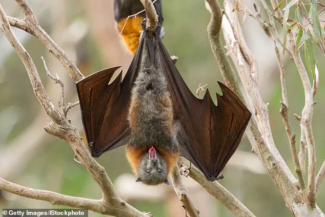 Urgent Alert: First Rabies Case in Illinois Since 1994 Sparks Public Health Concerns