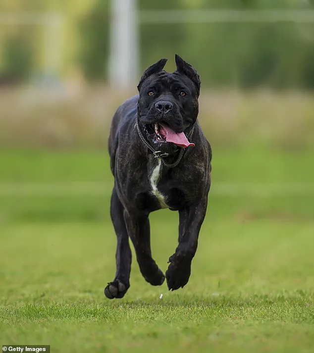 Community in Shock After Tragic Dog Attack Claims Life of 13-Year-Old Boy