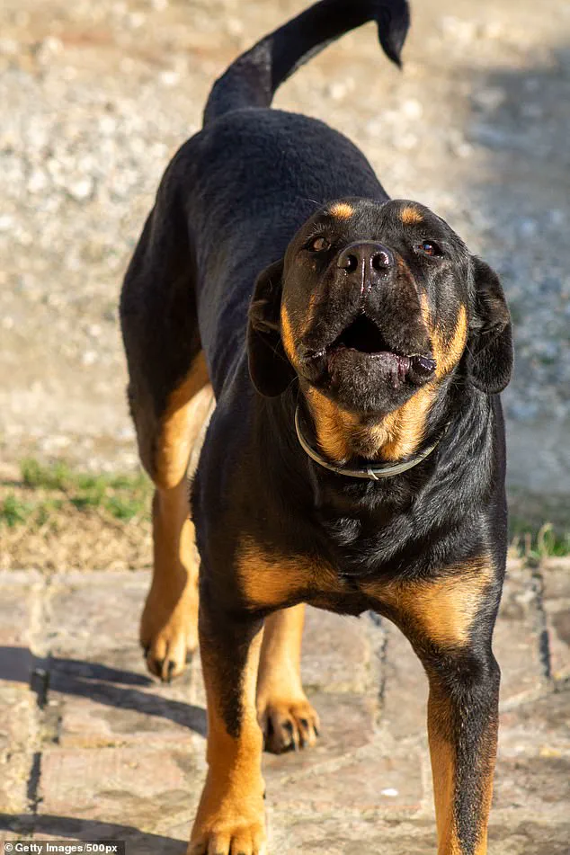 Community in Shock After Tragic Dog Attack Claims Life of 13-Year-Old Boy