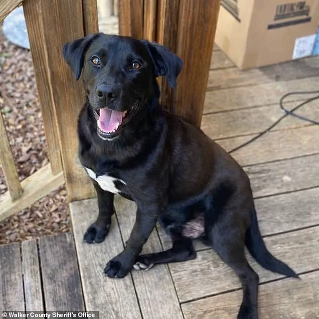 Tragic Death of John John Boley Shrouded in Mystery as Toxicology Findings Await