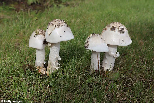 California Faces Surge in Death Cap Mushroom Poisonings: Three Fatalities Prompt Health Advisories to Avoid Wild Mushrooms