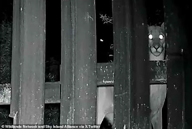 Wildlife Activists Call 'Doggy Doors' on US-Mexico Border a 'Joke' in Debate Over Animal Migration Efforts