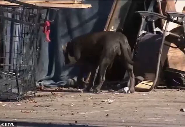 Berkeley Faces Growing Leptospirosis Crisis as Public Health Officials Warn of Deadly Outbreak in Homeless Encampments