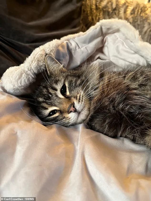 Believed Stolen by Amazon Driver, Nora the Cat Safely Returned to Owner Carl Crowther Amid Local Outcry