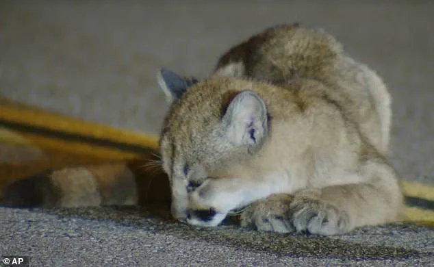 Exclusive Footage Reveals Rare Mountain Lion Encounter on LA Parkway