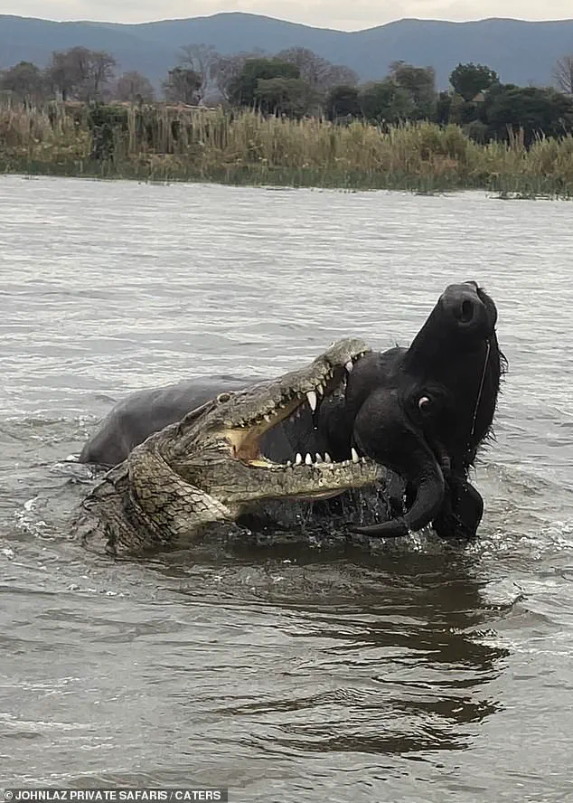 Buffalo and Crocodile Battle Captured in Dramatic Encounter Along Zambia's Lower Zambezi River