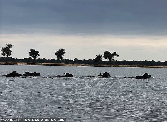 Buffalo and Crocodile Battle Captured in Dramatic Encounter Along Zambia's Lower Zambezi River