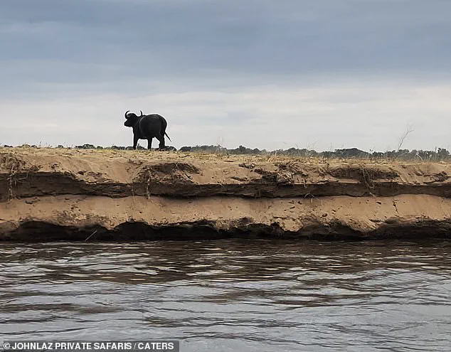 Buffalo and Crocodile Battle Captured in Dramatic Encounter Along Zambia's Lower Zambezi River