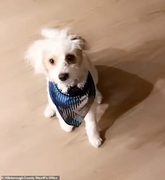 Former Florida Police Officer Arrested for Alleged Animal Cruelty in Grudge-Motivated Incident