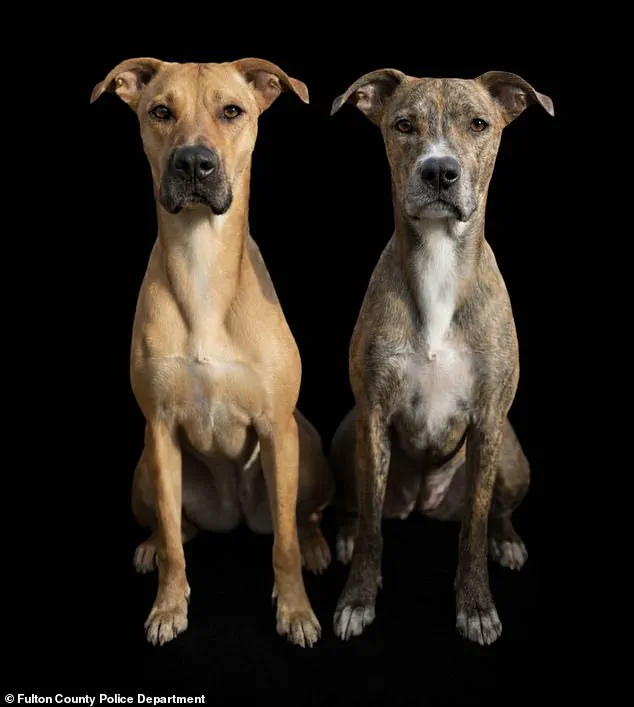 Harrowing Atlanta Dog Incident Sparks Calls for Stronger Animal Protection Laws