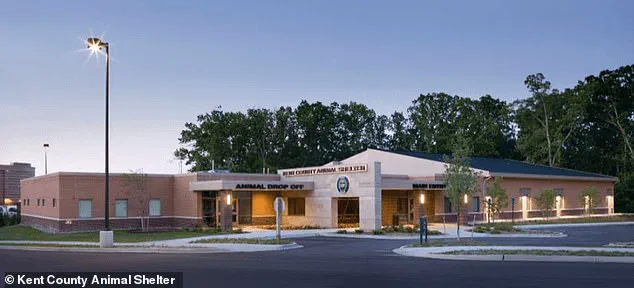 A Community's Quest: The Heartbreaking Search for a Lost Pet and Its Ripple Effect on Neighbors