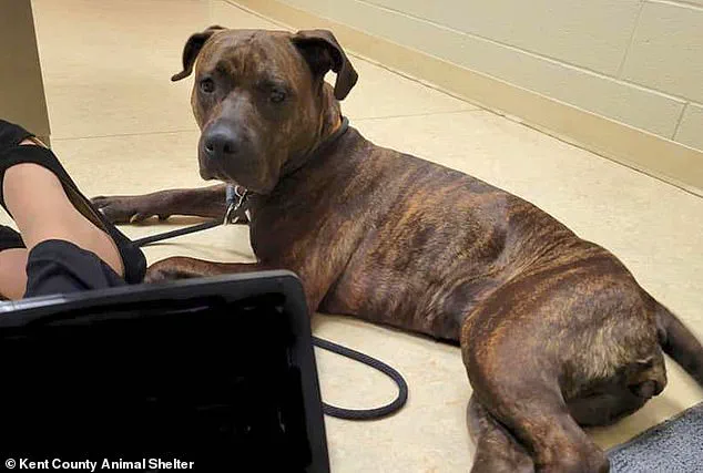 A Community's Quest: The Heartbreaking Search for a Lost Pet and Its Ripple Effect on Neighbors