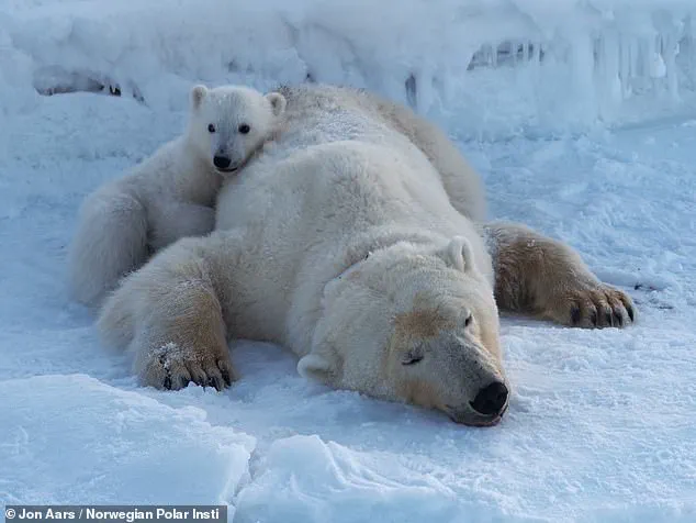 Polar Bears in Svalbard Defy Expectations by Bulking Up Amid Arctic Ice Loss, Study Reveals