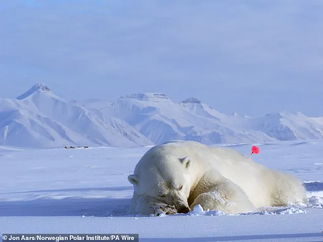 Polar Bears in Svalbard Defy Expectations by Bulking Up Amid Arctic Ice Loss, Study Reveals