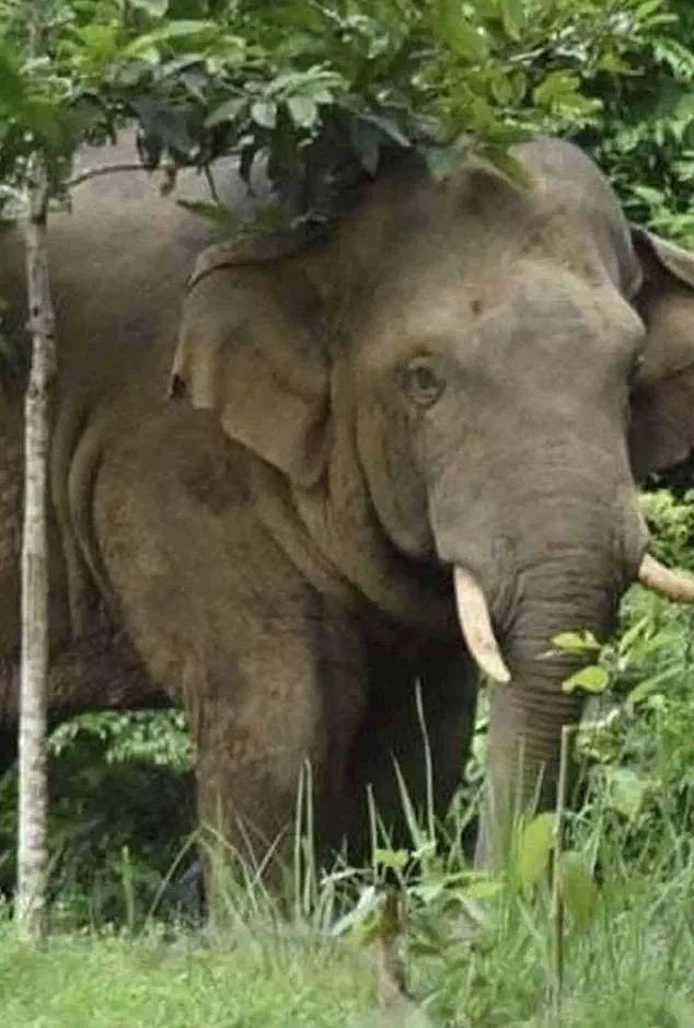 Thai Tourist Killed by Rogue Elephant in Khao Yai National Park: Safety Measures Under Scrutiny