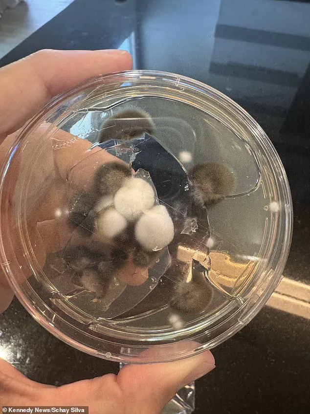 Three Years of Misdiagnosis: Schayene Silva's Journey to a Life-Threatening Discovery