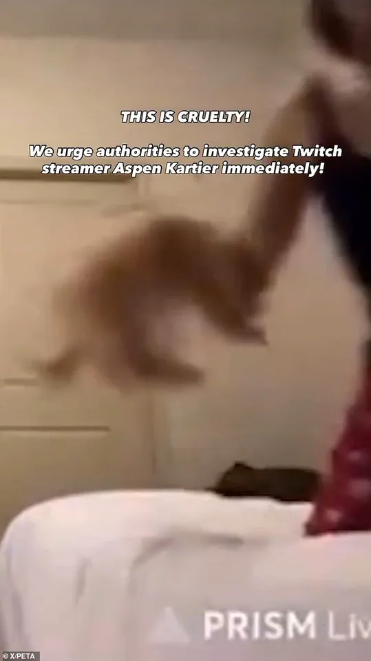 Influencer's Viral Dog Abuse Video Sparks Controversy Over Free Speech and Animal Welfare Laws