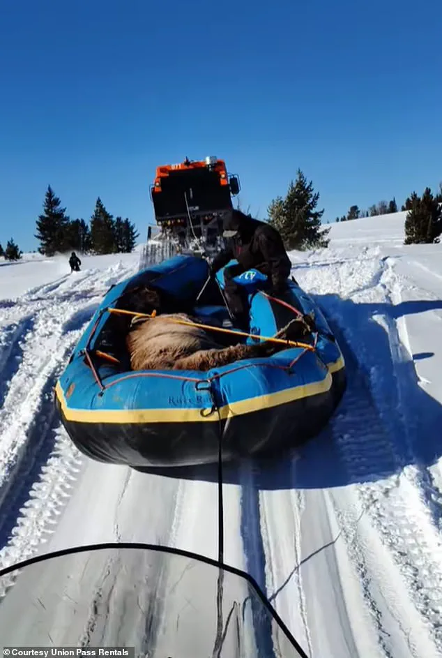 Miraculous Rescue of Wyoming Horse Who Survived Seven Months in Wilderness