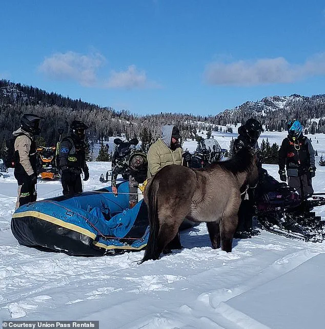 Miraculous Rescue of Wyoming Horse Who Survived Seven Months in Wilderness