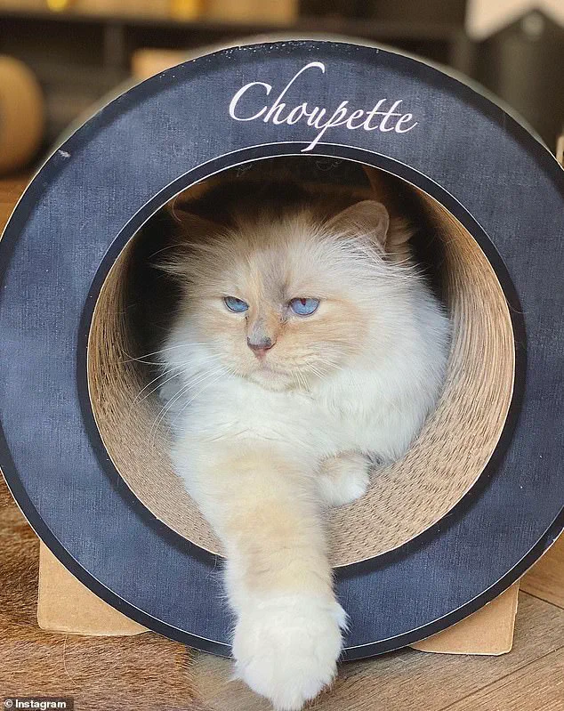 Legal Challenge to Karl Lagerfeld's Will Sparks Battle Over €200M Fortune