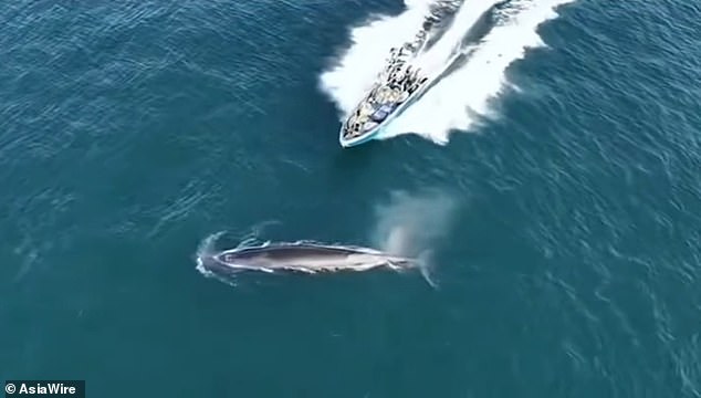 Bryde's Whale Injured in Collision with Fishing Boat Near Weizhou Island