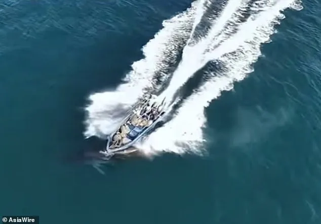 Bryde's Whale Injured in Collision with Fishing Boat Near Weizhou Island