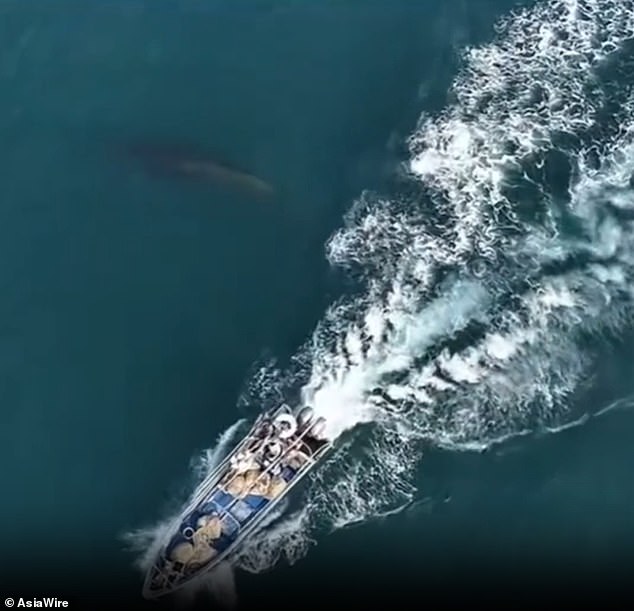 Bryde's Whale Injured in Collision with Fishing Boat Near Weizhou Island