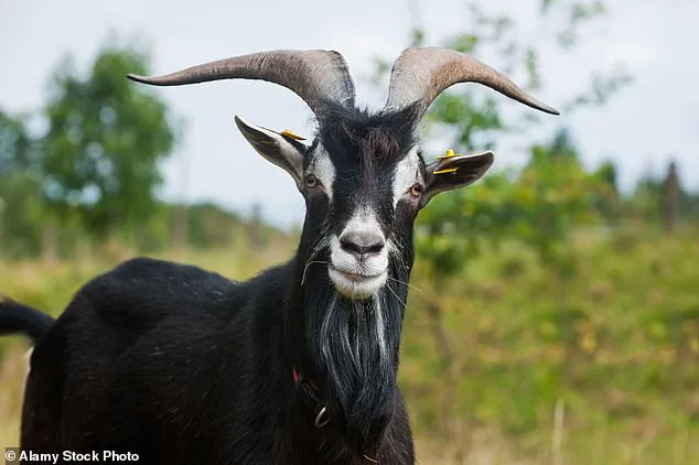 Health Experts Warn of Nutritional Gaps as Britons Cut Dairy Intake in Half Since 1974