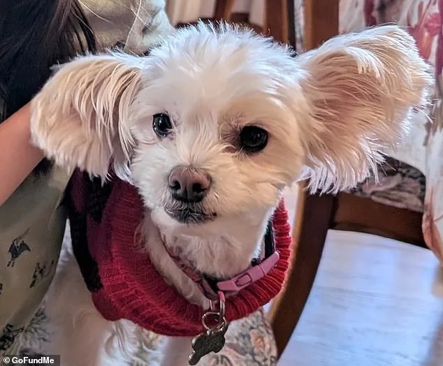 Tragic Hollywood House Fire Claims Lives of Two Elderly Sisters in Selfless Act, Leaving Family Devastated by Loss of Home and Beloved Pet