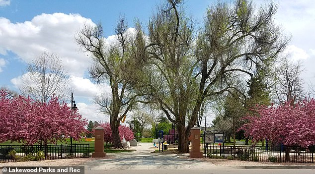 From Suburban Serenity to Homeless Encampment: The Alarming Transformation of Lakewood's Aviation Park