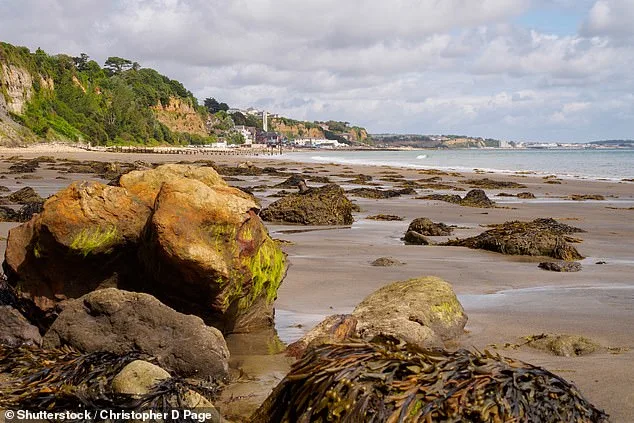 Seaweed: A Nutrient-Packed Staple with a Rich Coastal History