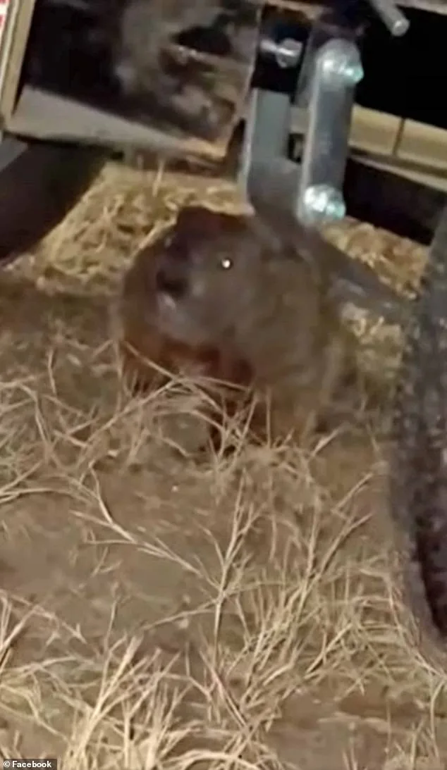 Bizarre Winter Incident: Groundhog Causes $4,900 in Damage to University of Arkansas Student's GMC Sierra