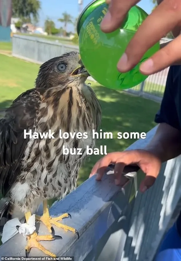 Los Angeles Man Sentenced to 45 Days for Cruelly Forcing Protected Hawk to Drink Alcohol