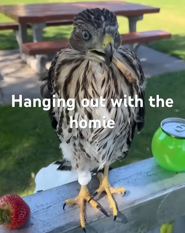 Los Angeles Man Sentenced to 45 Days for Cruelly Forcing Protected Hawk to Drink Alcohol