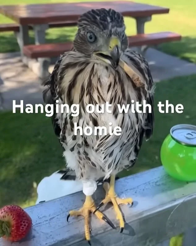 Los Angeles Man Sentenced to 45 Days for Cruelly Forcing Protected Hawk to Drink Alcohol