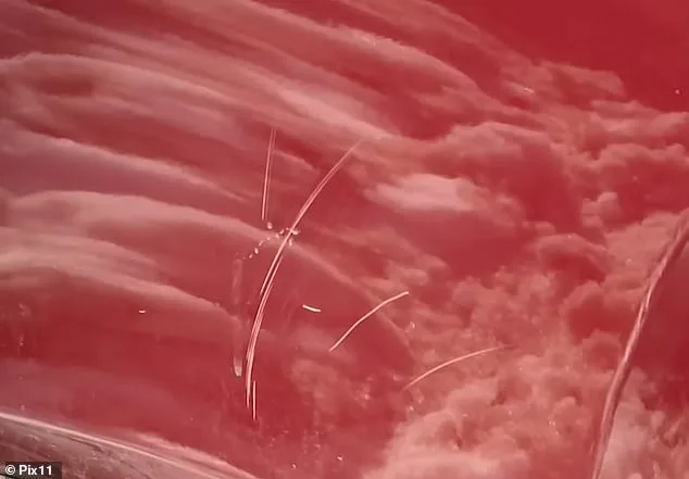 Neighbor Accused of Deliberate Snow Vandalism on SUV in Viral Video, Claims Dispute Over Barking Dog