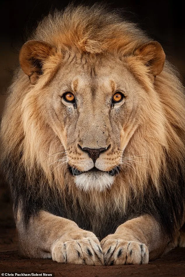 Chris Packham's *More Beautiful Than You* Exhibition Debuts in London, Showcasing Global Wildlife Photography