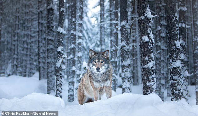 Chris Packham's *More Beautiful Than You* Exhibition Debuts in London, Showcasing Global Wildlife Photography