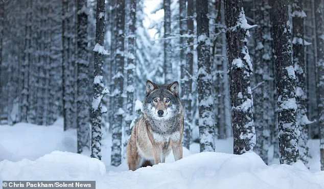 Chris Packham's *More Beautiful Than You* Exhibition Debuts in London, Showcasing Global Wildlife Photography