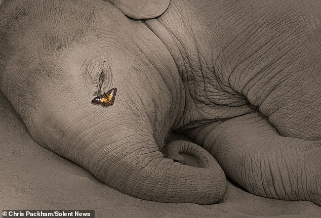 Chris Packham's *More Beautiful Than You* Exhibition Debuts in London, Showcasing Global Wildlife Photography