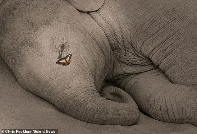 Chris Packham's *More Beautiful Than You* Exhibition Debuts in London, Showcasing Global Wildlife Photography