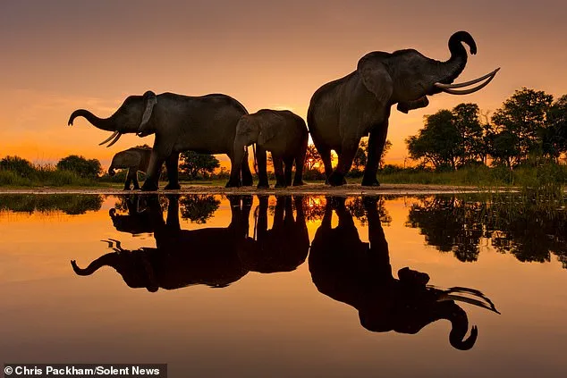 Chris Packham's *More Beautiful Than You* Exhibition Debuts in London, Showcasing Global Wildlife Photography