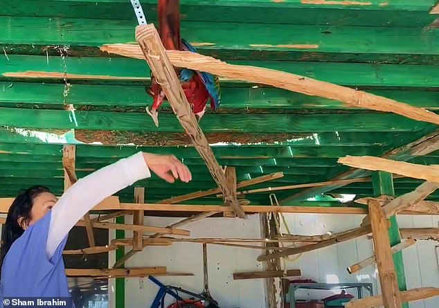 Feathered Foes: Neighbor Dispute Erupts Over Macaw Noise in Southeast Las Vegas